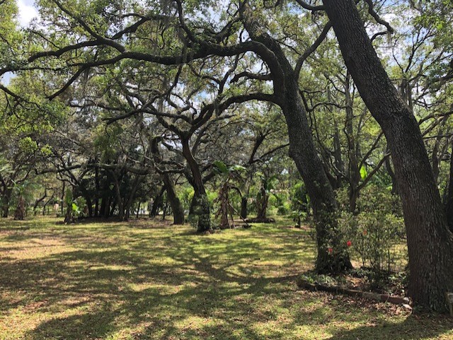 Tropics Under The Oaks